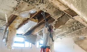 Best Mold Odor Removal Services in Edinburg, IL